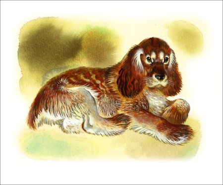 Иллюстрации Чарушина Томка