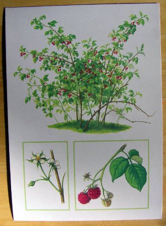 Кустарник шиповник малина