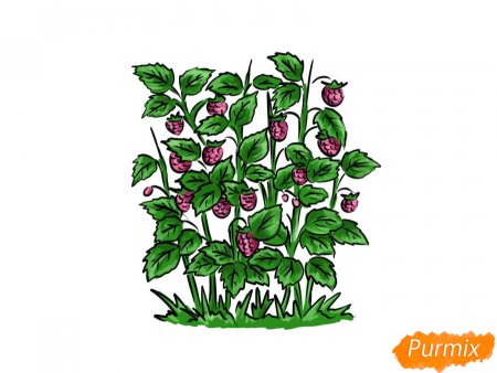 Куст малины рисунок