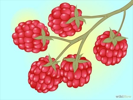 Куст малины для детей