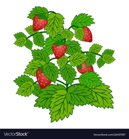 Кустик малины с ребенком