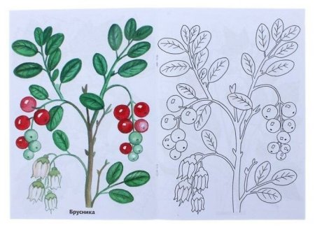 Нарисовать бруснику