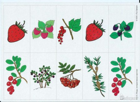 Ягоды дидактический материал