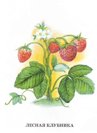Лесные ягоды для детей