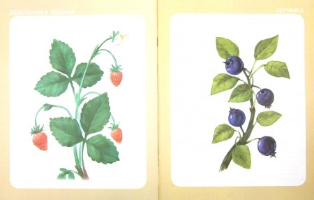 Лесные ягоды карточки