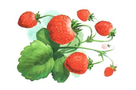 Земляника рисунок