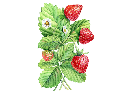 Ягоды земляника для детей