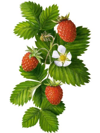 Земляника для детей