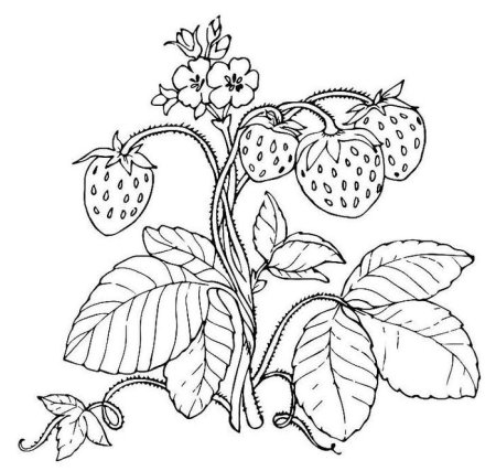 Ягоды раскраска для детей