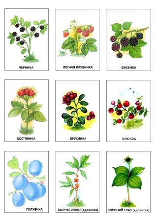 Лесные ягоды названия