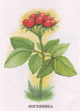 Костяника иллюстрация
