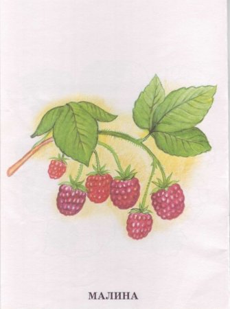 Наглядное пособие. Ягоды