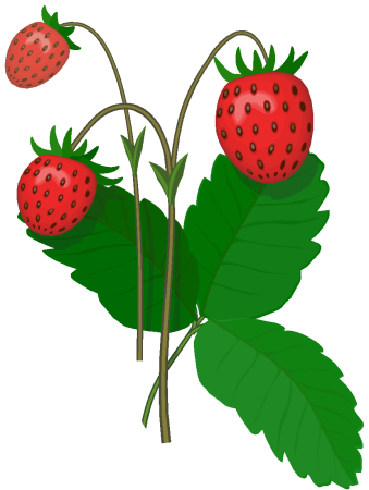 Ягоды рисунок для детей