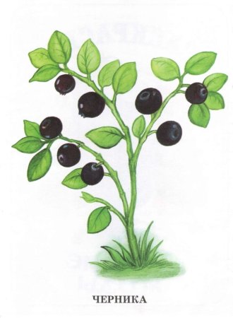 Черника рисунок для детей