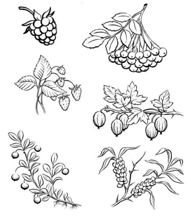 Ягоды рисунок