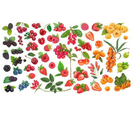 Ягоды иллюстрация