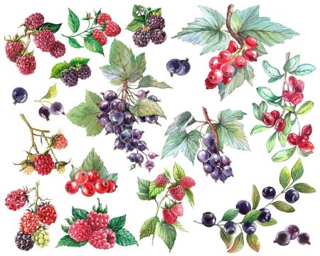 Ягоды рисунок