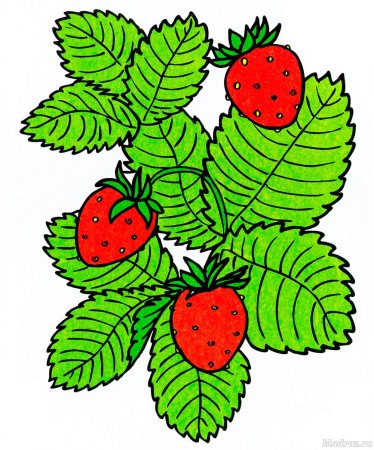 Клубника раскраска цветная