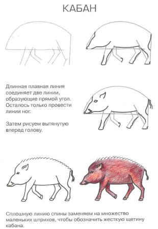 Раскраска бородавочник