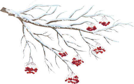 Рябина в снегу на белом фоне