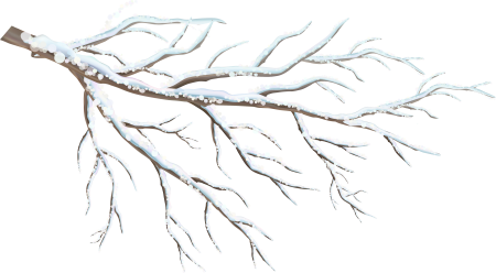 Ветки в снегу на прозрачном фоне