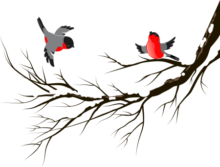 Снегирь на прозрачном фоне