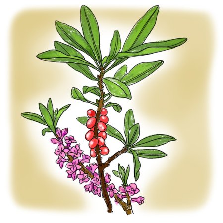 Картины ягоды Волчье лыко