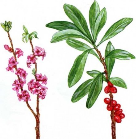 Волчье лыко ядовитое растение