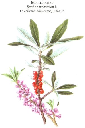 Волчье лыко раскраска