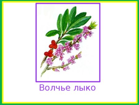 Волчье лыко