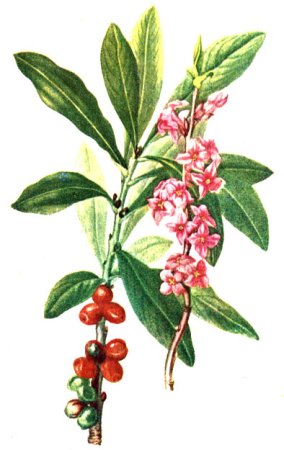 Волчье лыко