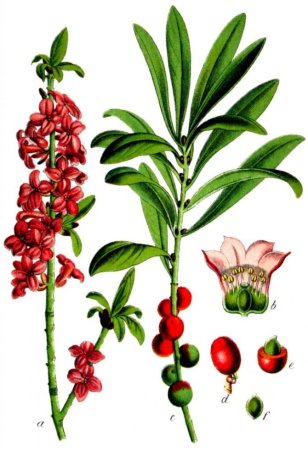 Волчье лыко куст