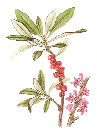 Волчье лыко цветы