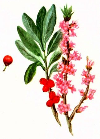 Волчье лыко рисунок