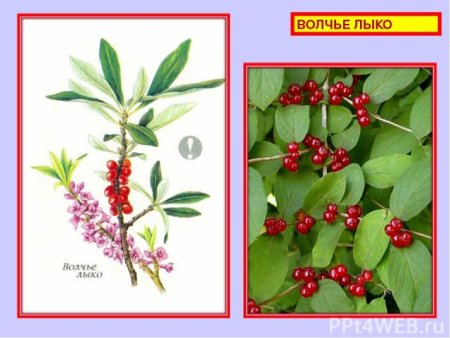 Растение Вороний глаз и Волчье лыко