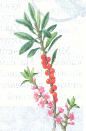 Волчье лыко Ботанический рисунок