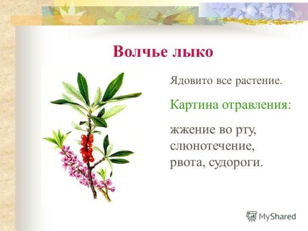 Волчье лыко