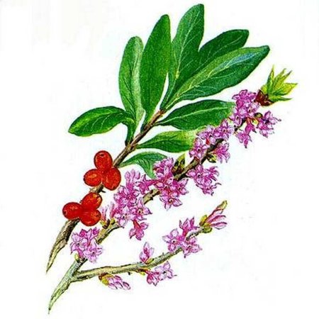 Волчье лыко