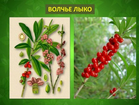 Волчье лыко на белом фоне