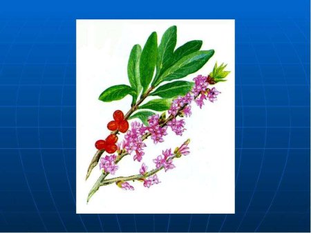 Рисунок ягоды Волчье лыко