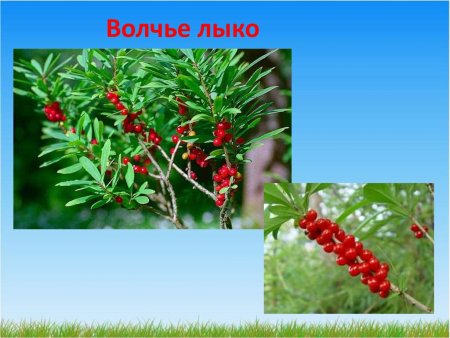 Волчье лыко семена