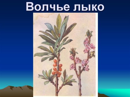 Волчеягодник белый