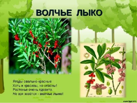 Волчье лыко ядовитое растение раскраска