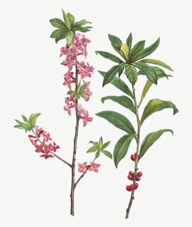 Волчье лыко рисунок