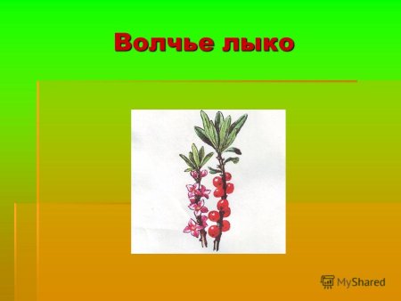 Волчье лыко Ландыш