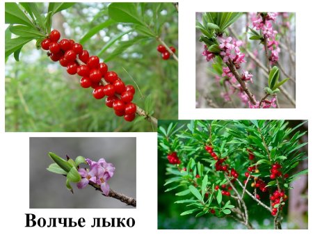 Волчеягодник обыкновенный