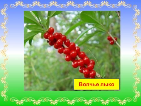 Белена Волчье лыко Вороний глаз