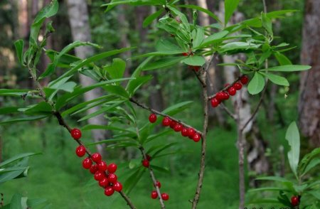 Волчья ягода и Волчье лыко