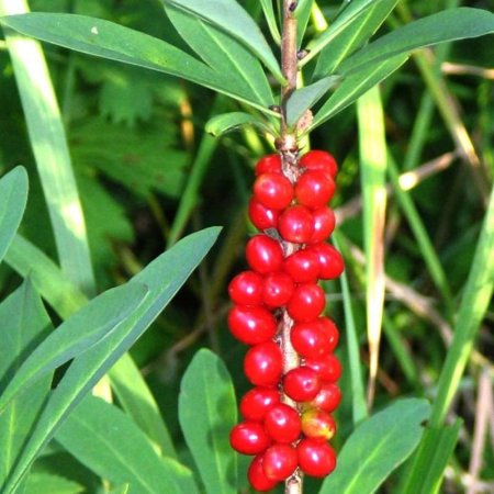 Ягоды Вороний глаз и Волчье лыко