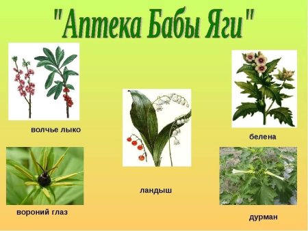 Волчье лыко опасное растение